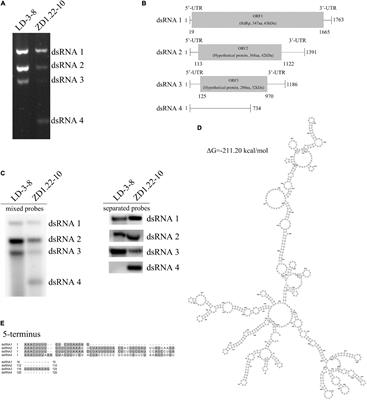 A Satellite dsRNA Attenuates the Induction of Helper Virus-Mediated Symptoms in Aspergillus flavus